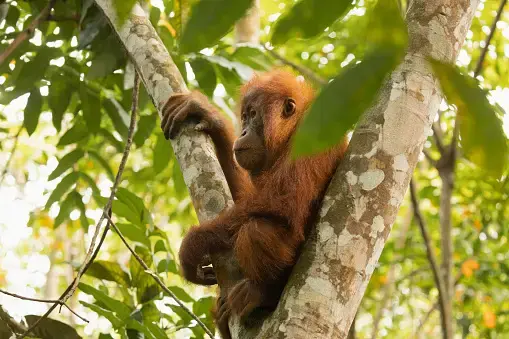 Sumatra